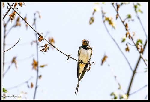 Hirondelle rustique